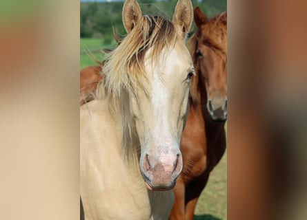 Paint Horse, Wallach, 1 Jahr, 14,2 hh, Champagne