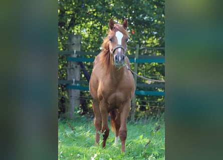 Paint Horse, Wallach, 1 Jahr, 14,2 hh, Fuchs