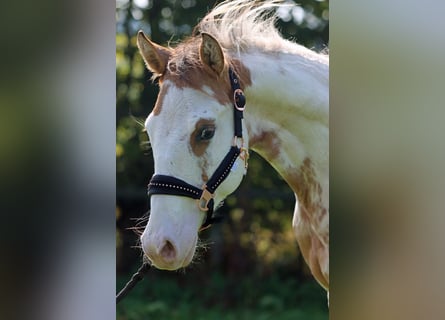 Paint Horse, Wallach, 1 Jahr, 14,2 hh, Overo-alle-Farben