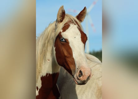 Paint Horse, Gelding, 1 year, 14.2 hh, Tovero-all-colors