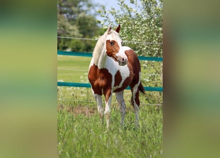 Paint Horse, Gelding, 1 year, 14.3 hh, Tovero-all-colors