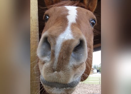 Paint Horse, Gelding, 25 years, 15,2 hh, Chestnut-Red