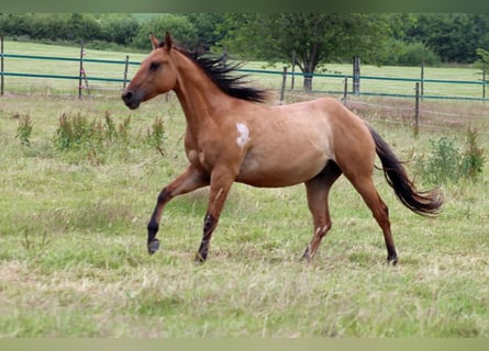 Paint Horse, Gelding, 2 years, 14,2 hh, Brown