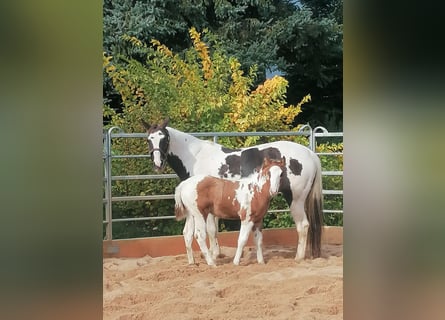 Paint Horse, Gelding, 2 years, 14,3 hh, Tovero-all-colors