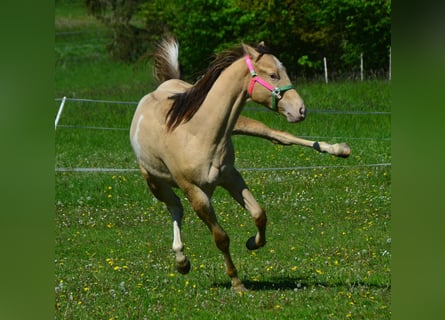 Paint Horse, Gelding, 2 years, 15.1 hh, Champagne