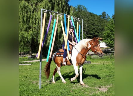 Paint Horse Mix, Gelding, 3 years, 14.3 hh, Pinto
