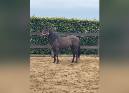 Paint Horse, Gelding, 3 years, 14,2 hh, Black