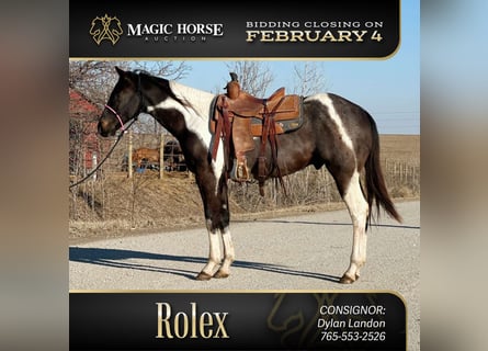 Paint Horse Mix, Gelding, 3 years, 15 hh, Roan-Blue