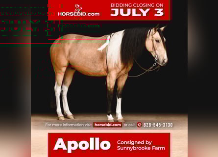 Paint Horse, Gelding, 3 years, Buckskin