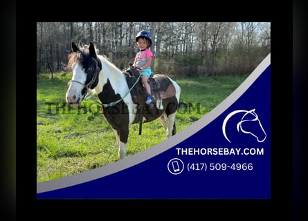 Paint Horse, Gelding, 4 years, 13.3 hh, Tobiano-all-colors