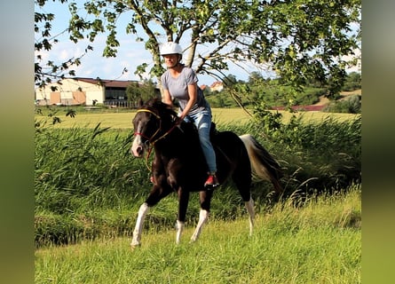 Paint Horse, Gelding, 4 years, 14.1 hh, Pinto