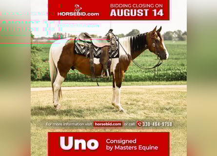 Paint Horse, Gelding, 4 years, 14.2 hh, Pinto
