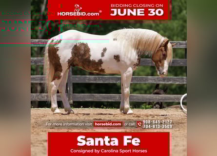 Paint Horse Mix, Gelding, 4 years, 14,2 hh
