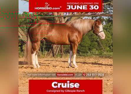 Paint Horse, Gelding, 4 years, 14,3 hh, Sorrel