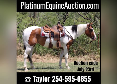 Paint Horse, Gelding, 4 years, 15.2 hh, Tobiano-all-colors