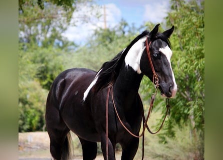 Paint Horse, Gelding, 4 years, 15 hh, Brown