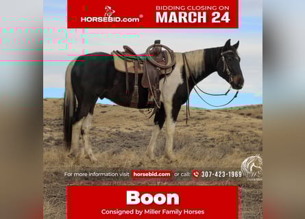 Paint Horse, Gelding, 4 years, 15 hh, Tobiano-all-colors