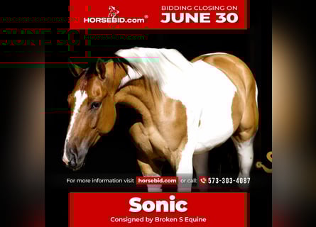 Paint Horse, Gelding, 4 years, 15 hh