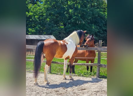 Paint Horse Mix, Gelding, 4 years, 15,1 hh, Pinto