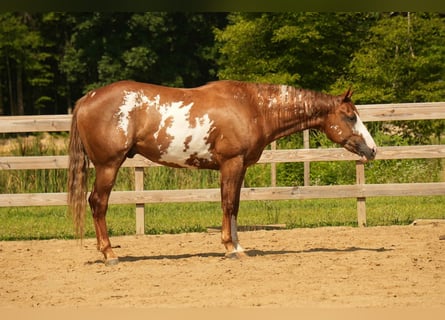 Paint Horse, Gelding, 4 years, 15,2 hh, Sorrel