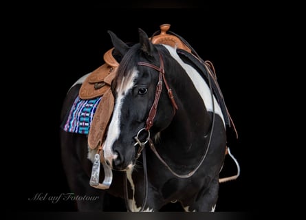 Paint Horse, Gelding, 4 years, 15,2 hh, Tobiano-all-colors