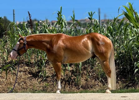 Paint Horse, Gelding, 4 years, Palomino