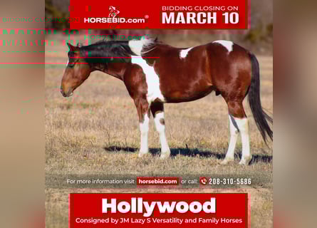 Paint Horse, Gelding, 5 years, 15 hh, Tobiano-all-colors