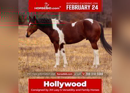 Paint Horse, Gelding, 5 years, 15 hh, Tobiano-all-colors