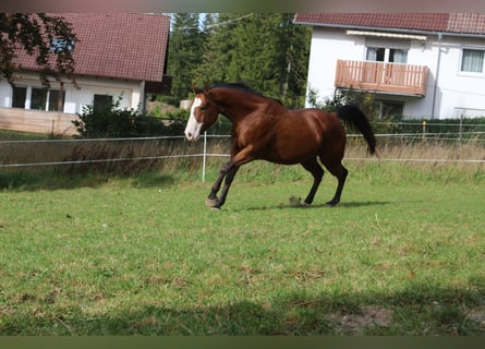 Paint Horse, Gelding, 6 years, 14.1 hh, Overo-all-colors