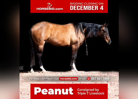 Paint Horse, Gelding, 6 years, 14.3 hh, Dun