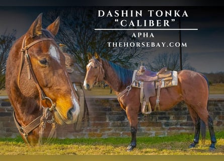 Paint Horse, Gelding, 6 years, 15.1 hh, Bay