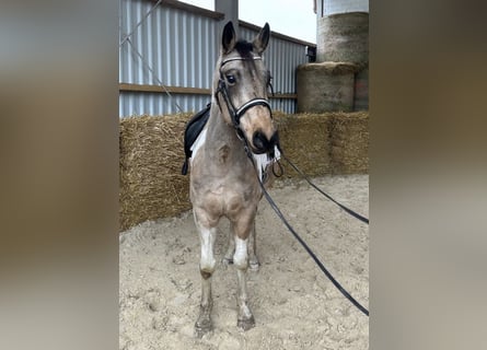 Paint Horse, Gelding, 6 years, 15.1 hh, Pinto