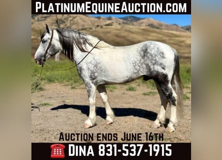 Paint Horse, Gelding, 6 years, 15,2 hh, Gray