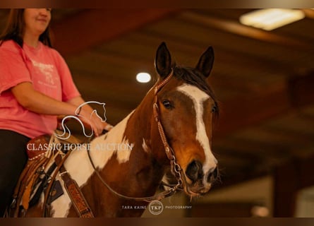 Paint Horse, Gelding, 6 years, 15 hh, Tobiano-all-colors