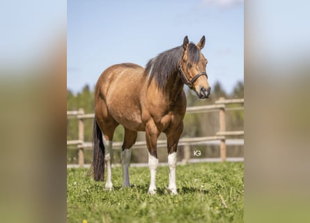 Paint Horse, Gelding, 6 years, 15 hh, Tobiano-all-colors