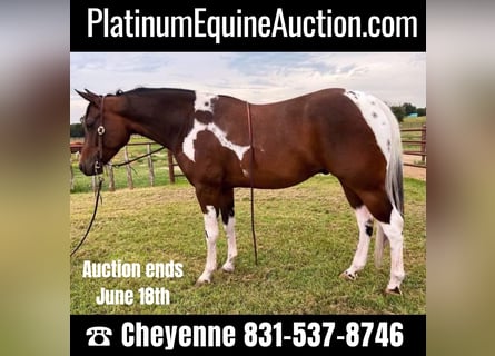 Paint Horse, Gelding, 6 years, 15 hh, Tobiano-all-colors