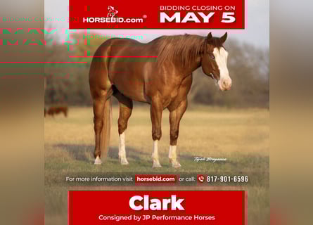 Paint Horse, Gelding, 6 years, 15,1 hh, Sorrel