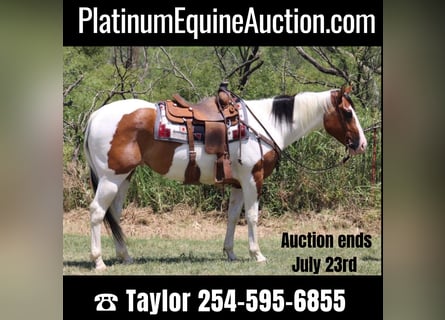 Paint Horse, Gelding, 6 years, 15,2 hh, Tobiano-all-colors