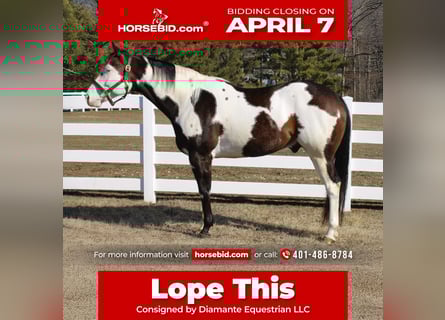 Paint Horse, Gelding, 6 years, 16.1 hh