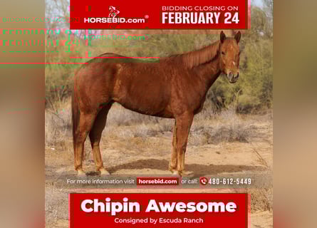 Paint Horse, Gelding, 6 years, 16.2 hh, Sorrel