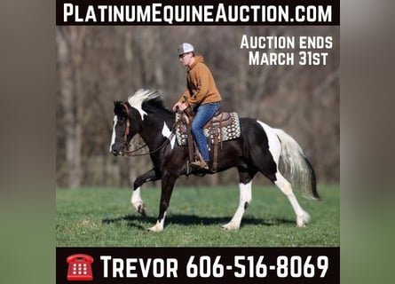Paint Horse, Gelding, 6 years, Tobiano-all-colors