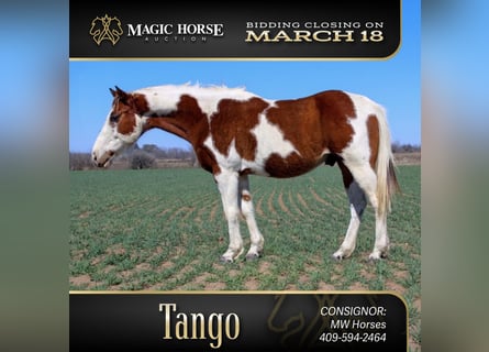 Paint Horse, Gelding, 7 years, 13 hh, Tobiano-all-colors