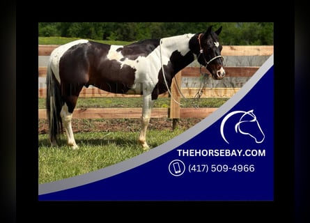 Paint Horse, Gelding, 7 years, 14.2 hh, Bay