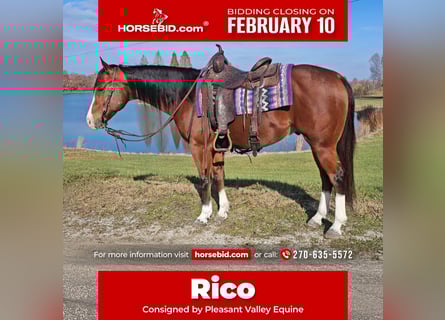 Paint Horse, Gelding, 7 years, 14.3 hh, Bay