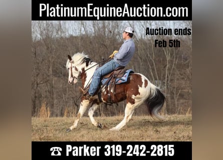 Paint Horse, Gelding, 7 years, 14,2 hh, Tobiano-all-colors