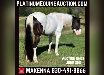 Paint Horse, Gelding, 7 years, 15,2 hh, Tobiano-all-colors