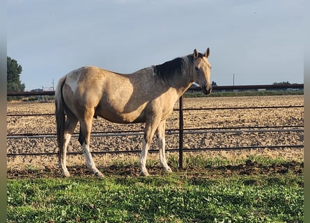 Paint Horse, Gelding, 7 years, 15 hh, Buckskin