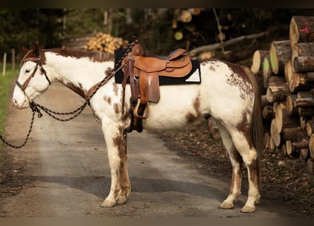 Paint Horse, Gelding, 7 years, 15 hh, Overo-all-colors