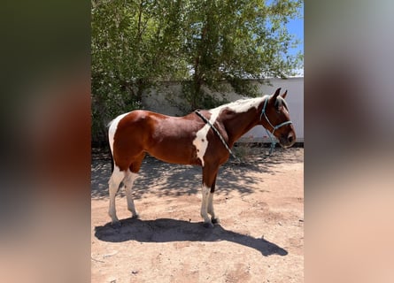 Paint Horse, Gelding, 7 years, 15 hh, Tobiano-all-colors