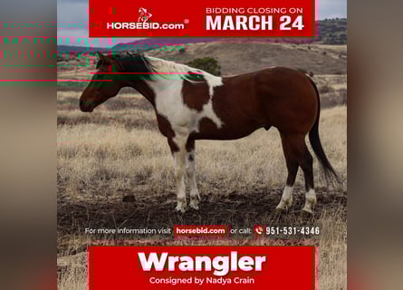 Paint Horse, Gelding, 7 years, 15,1 hh